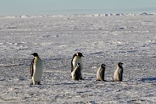 Emperor Penguin colonies, Antarctica