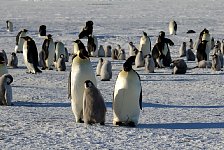 Emperor Penguin colonies, Antarctica