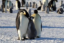 Emperor Penguin colonies, Antarctica