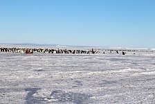 Emperor Penguin colonies, Antarctica