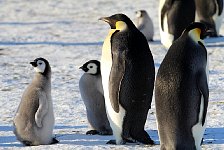 Emperor Penguin colonies, Antarctica