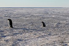 Emperor Penguin colonies, Antarctica