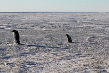 Emperor Penguin colonies, Antarctica