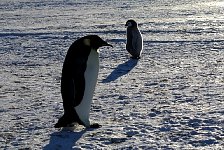 Emperor Penguin colonies, Antarctica