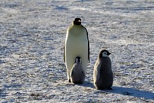 Emperor Penguin colonies, Antarctica