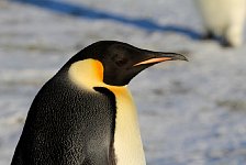 Emperor Penguin colonies, Antarctica