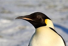 Emperor Penguin colonies, Antarctica