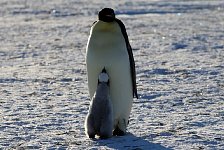 Emperor Penguin colonies, Antarctica