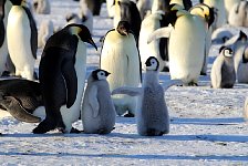 Emperor Penguin colonies, Antarctica