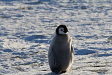 Emperor Penguin colonies, Antarctica