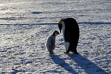 Emperor Penguin colonies, Antarctica