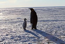 Emperor Penguin colonies, Antarctica