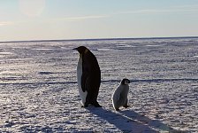 Emperor Penguin colonies, Antarctica