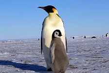 Emperor Penguin colonies, Antarctica