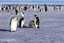 Emperor Penguin colonies, Antarctica