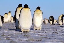 Emperor Penguin colonies, Antarctica