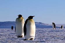 Emperor Penguin colonies, Antarctica