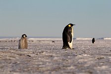 Emperor Penguin colonies, Antarctica