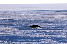 Emperor Penguin colonies, Antarctica