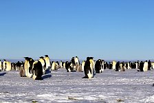 Emperor Penguin colonies, Antarctica