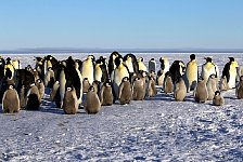 Emperor Penguin colonies, Antarctica