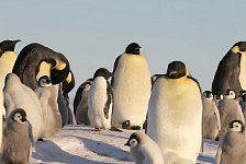 Adélie Penguin