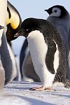 Adélie Penguin