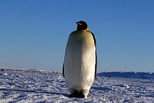 Emperor Penguin colonies, Antarctica