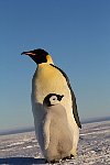Emperor Penguin colonies, Antarctica