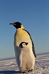 Emperor Penguin colonies, Antarctica