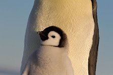 Emperor Penguin colonies, Antarctica