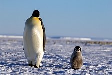 Emperor Penguin colonies, Antarctica