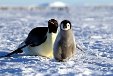 Emperor Penguin colonies, Antarctica