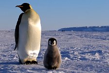 Emperor Penguin colonies, Antarctica