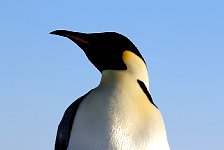 Emperor Penguin colonies, Antarctica