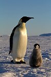 Emperor Penguin colonies, Antarctica