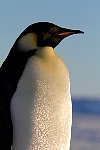 Emperor Penguin colonies, Antarctica