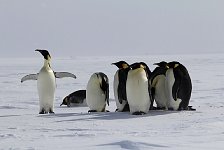 Emperor Penguin colonies, Antarctica