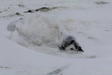 Dead penguin chick