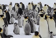 Emperor Penguin colonies, Antarctica