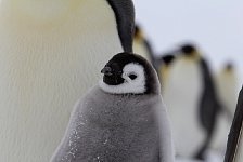 Emperor Penguin colonies, Antarctica