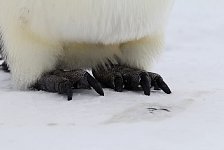 Emperor Penguin colonies, Antarctica