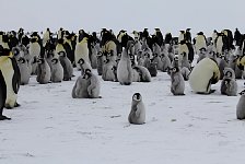 Emperor Penguin colonies, Antarctica