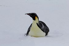 Emperor Penguin colonies, Antarctica