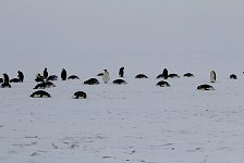 Emperor Penguin colonies, Antarctica