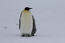 Emperor Penguin colonies, Antarctica