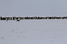 Emperor Penguin colonies, Antarctica