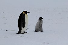 Emperor Penguin colonies, Antarctica