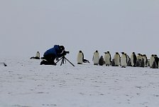 Emperor Penguin colonies, Antarctica