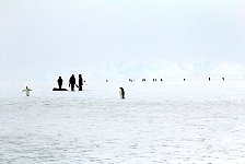 Emperor Penguin colonies, Antarctica